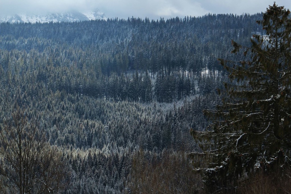 IMG_6928